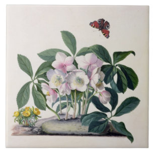 Azulejo Rosa de navidad (Helleborus Niger) e invierno