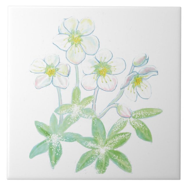 Azulejo rosa de navidades, Ilustracion Helleborus niger (Frente)