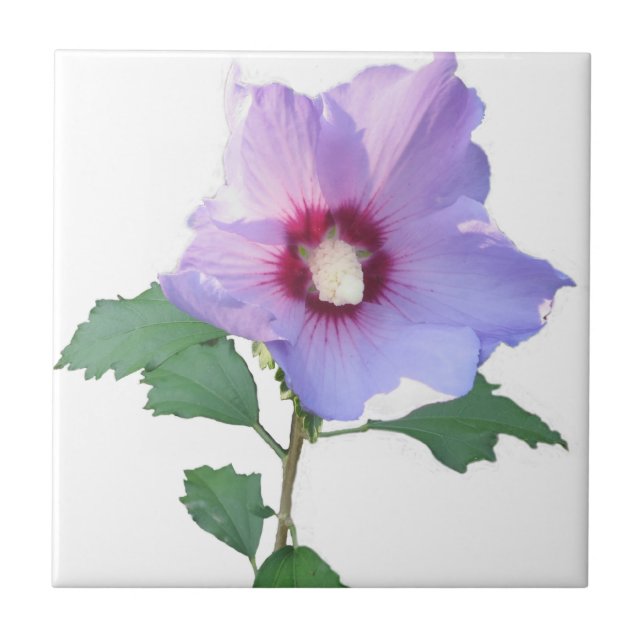 Azulejo Rosa de Sharron (Frente)