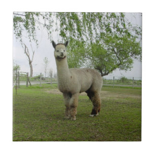 Azulejo Rosa Gris Alpaca Tile