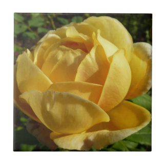 Azulejo Rosa inglés amarillo