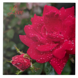 Azulejo Rosa matutino