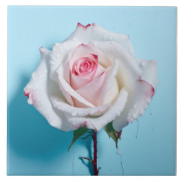 Azulejo Rosa mojado blanco sobre fondo azul turquesa
