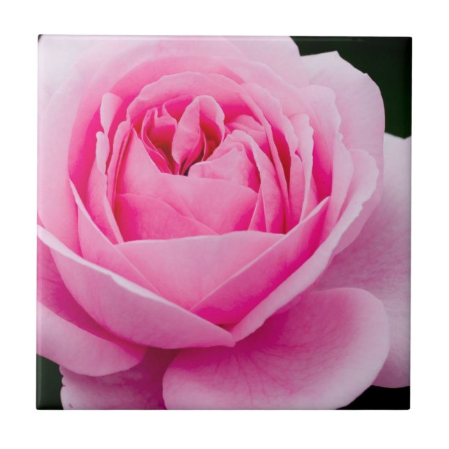 Azulejo Rosa Pastel Rosa Tile (Frente)