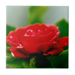 Azulejo Rosa Roja de la pasión cubierta de rocío