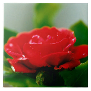 Azulejo Rosa roja matutina cubierta de rocío