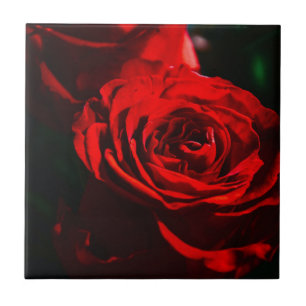 Azulejo Rosa Roja Primer Plano