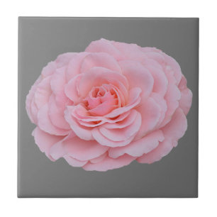 Azulejo Rosa rosa rosa adorable
