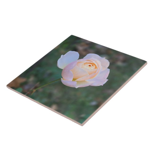 Azulejo Rosa rosa rosa pastel Delicada (Lado)