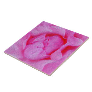 Azulejo rosa rosa rosa rosa