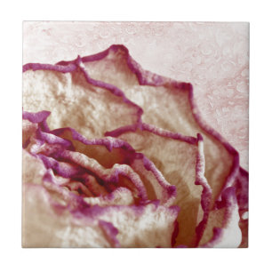Azulejo Rosa rosa seco