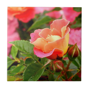 Azulejo Rosa rosa y Naranja