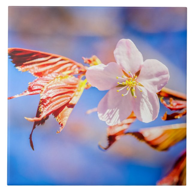 Azulejo Rosa Sakura Flower Blue Sky (Frente)