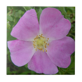 Azulejo Rosa silvestre de la pradera "Rosa arkansana"