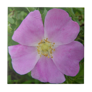 Azulejo Rosa silvestre de la pradera "Rosa arkansana"