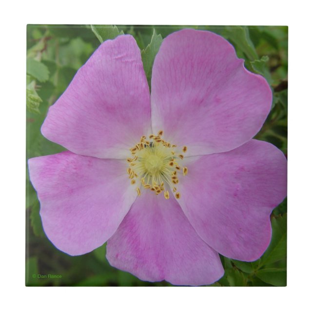 Azulejo Rosa silvestre de la pradera "Rosa arkansana" (Frente)