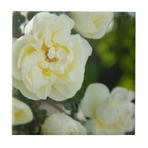 Rosas blancas lindas para positivo