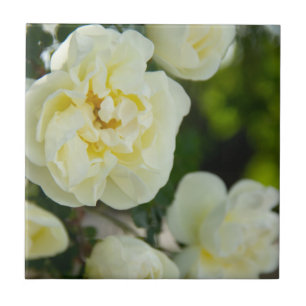 Azulejo Rosas blancas lindas para positivo  