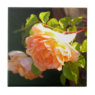Azulejo Rosas de Country Peach