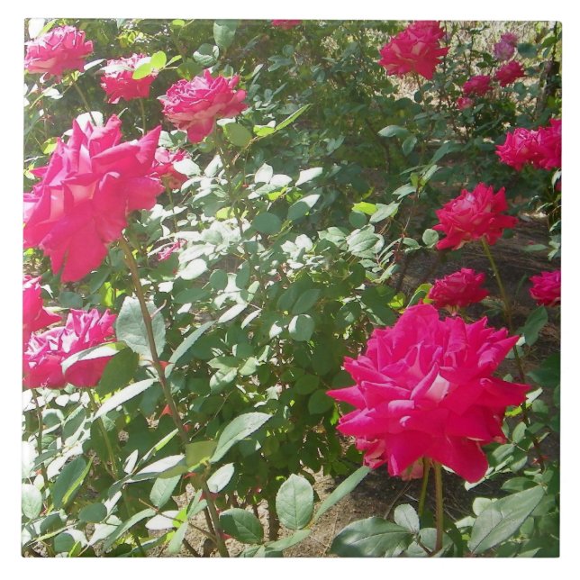 Azulejo Rosas de Fuchsia en todas partes (Frente)