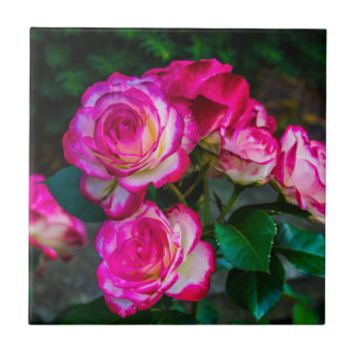 Azulejo Rosas rojos y blancos brillantes
