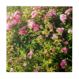 Azulejo Rosas rosas rosas en flor