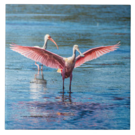 Azulejo Roseate Spoonbill Large 6" X 6" Tile de fotos