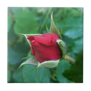 Azulejo rosebudo rojo