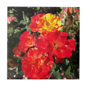 Azulejo Roses Rojas y Amarillas, Portland, Oregón