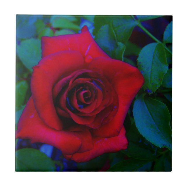 Azulejo Roses rojos con tonos azules (Frente)