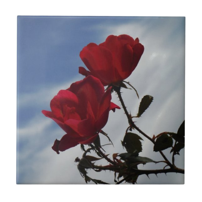 Azulejo Roses rojos contra un brillante cielo azul (Frente)