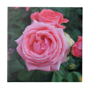 Azulejo Roses rosados Bloom Cerámica Tile
