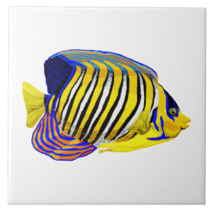 Azulejo Royal Angelfish