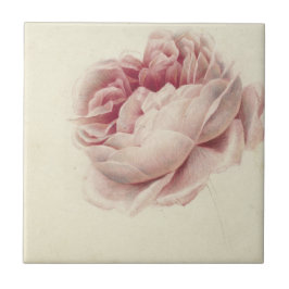 Azulejo Roze Roos (1792) - Arte botánico de época