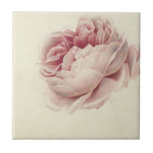 Azulejo Roze Roos (1792) - Arte botánico de época