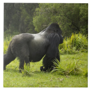 Azulejo Ruanda, Parque Nacional de los Volcanes