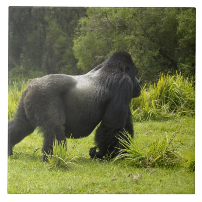 Azulejo Ruanda, Parque Nacional de los Volcanes (Frente)
