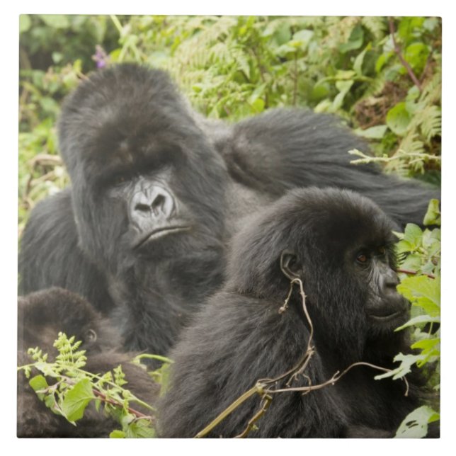 Azulejo Ruanda, Parque Nacional de los Volcanes (Frente)