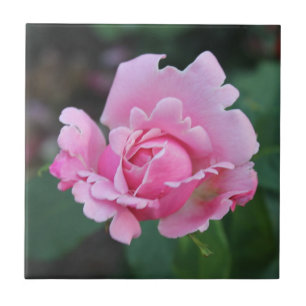 Azulejo Rubefacción Rosebud Cerámica Tile