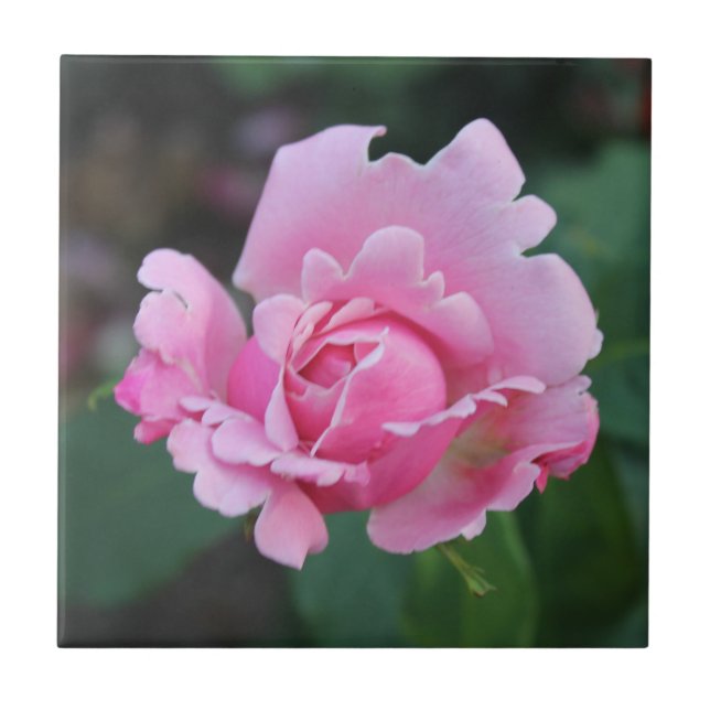 Azulejo Rubefacción Rosebud Cerámica Tile (Frente)