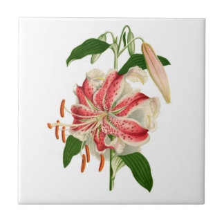 Azulejo Rubrum rojo del lancifolium del lirio tigrado de