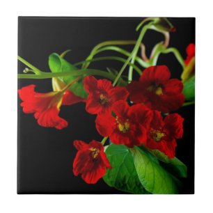 Azulejo Ruby Red Nasturtium