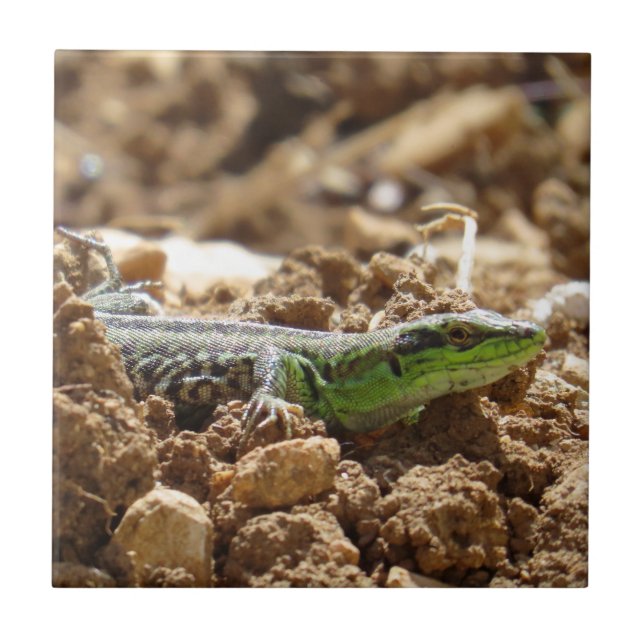 Azulejo Rústica de la fotografía de la naturaleza de Lizar (Frente)