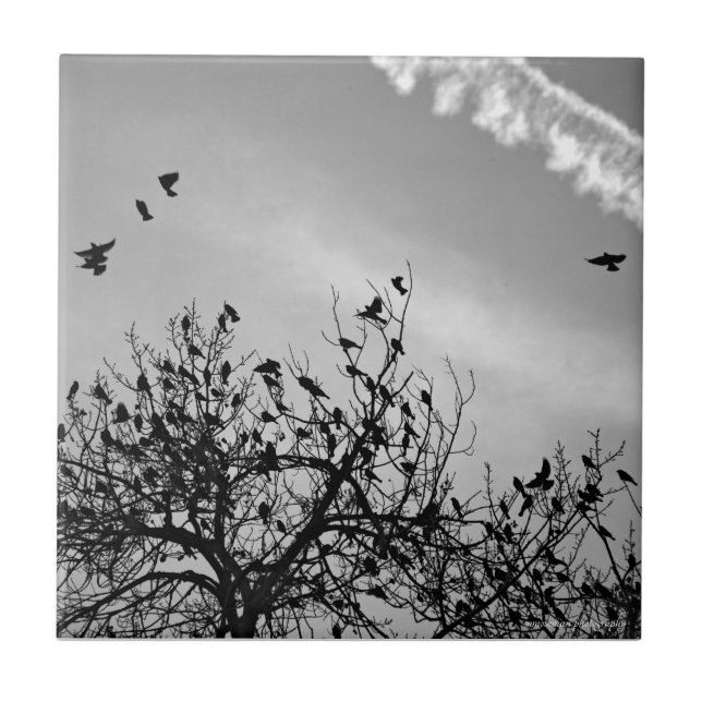 Azulejo Ruta de vuelo (Frente)