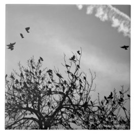 Azulejo Ruta de vuelo