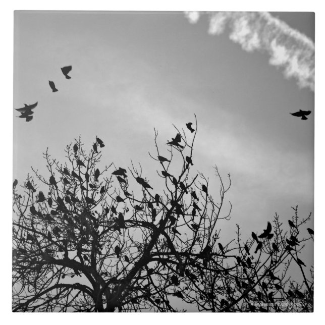 Azulejo Ruta de vuelo (Frente)