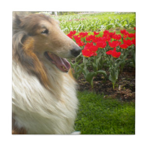 Azulejo Sable Collie N the Tulips Tile Trivet