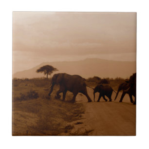 Azulejo Safari Africa Cute Adorable Elefante Destino