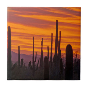 Azulejo Saguaro, puesta de sol, Parque Nacional Saguaro