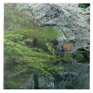 Azulejo Sakura, Jardín Koishikawa Koraku-en, Tokio,